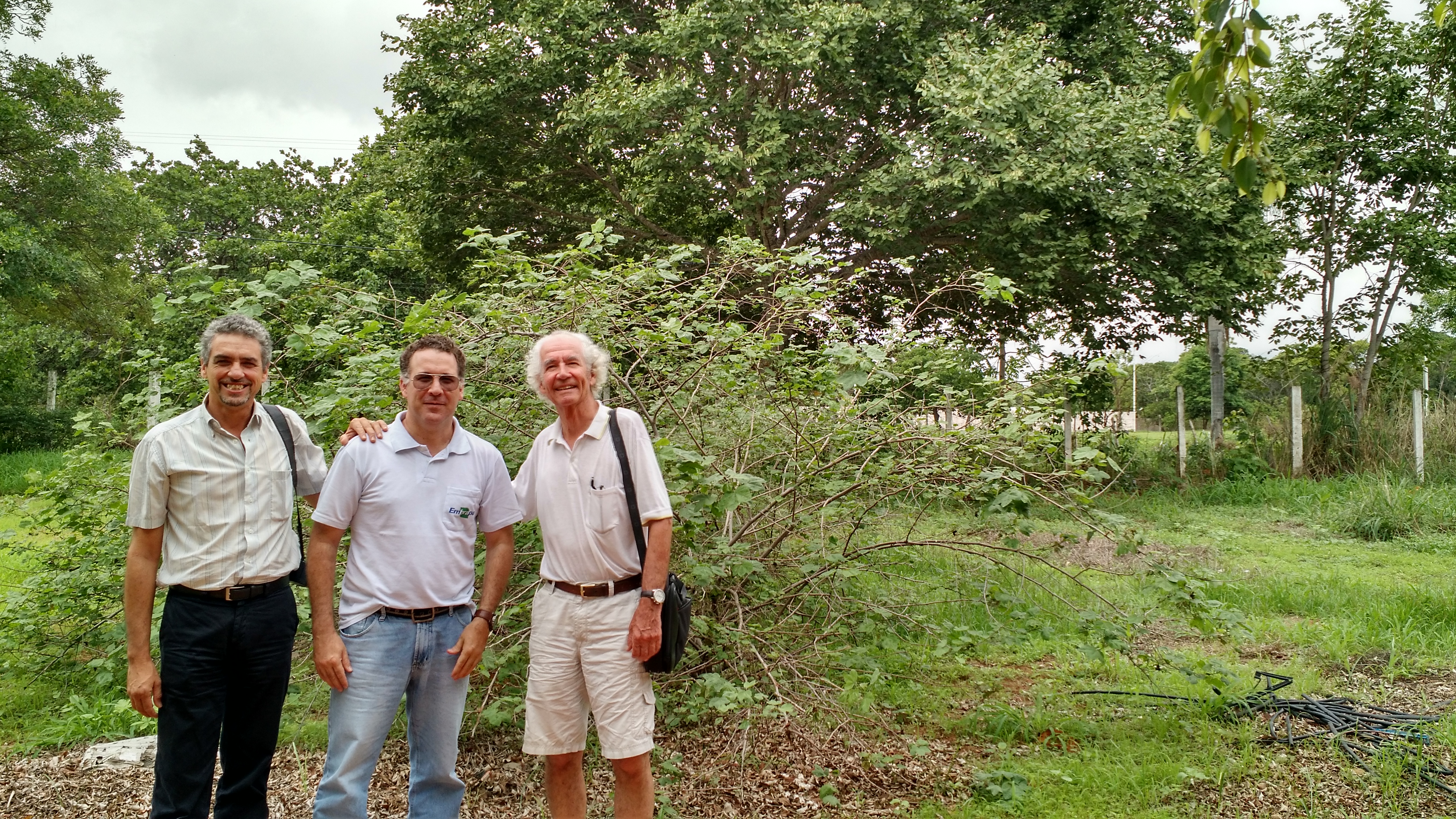 Con Silvio Moraes, Textile Exchange, y Fabio Aquino, Embrapa Algodão, frente a arbusto natural (perene) de algodón Mocó, Barbalha, Ceará, Brazil 2016dr