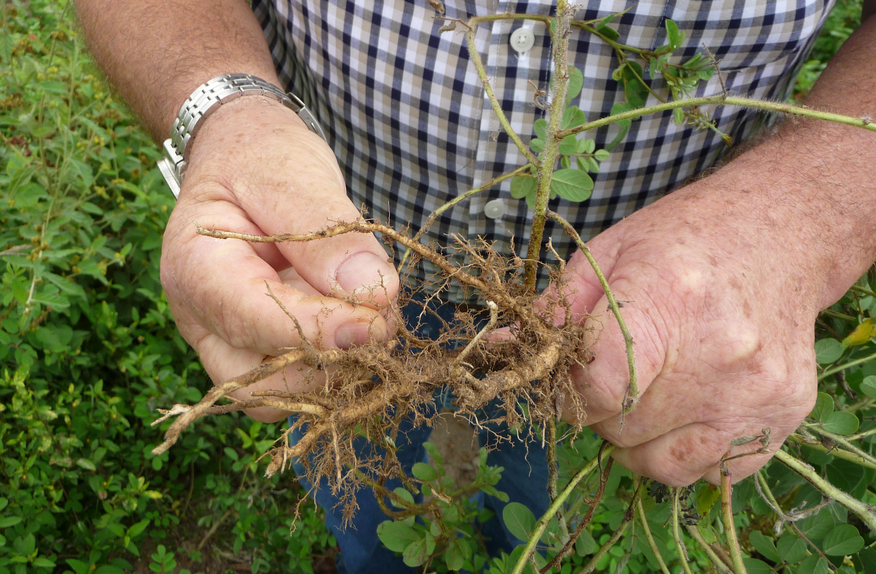 Miguel Brigard shows nodules oft leguminous roots which lead to nitrogen enrichment of the soil, Espinal, Colombia 2014 