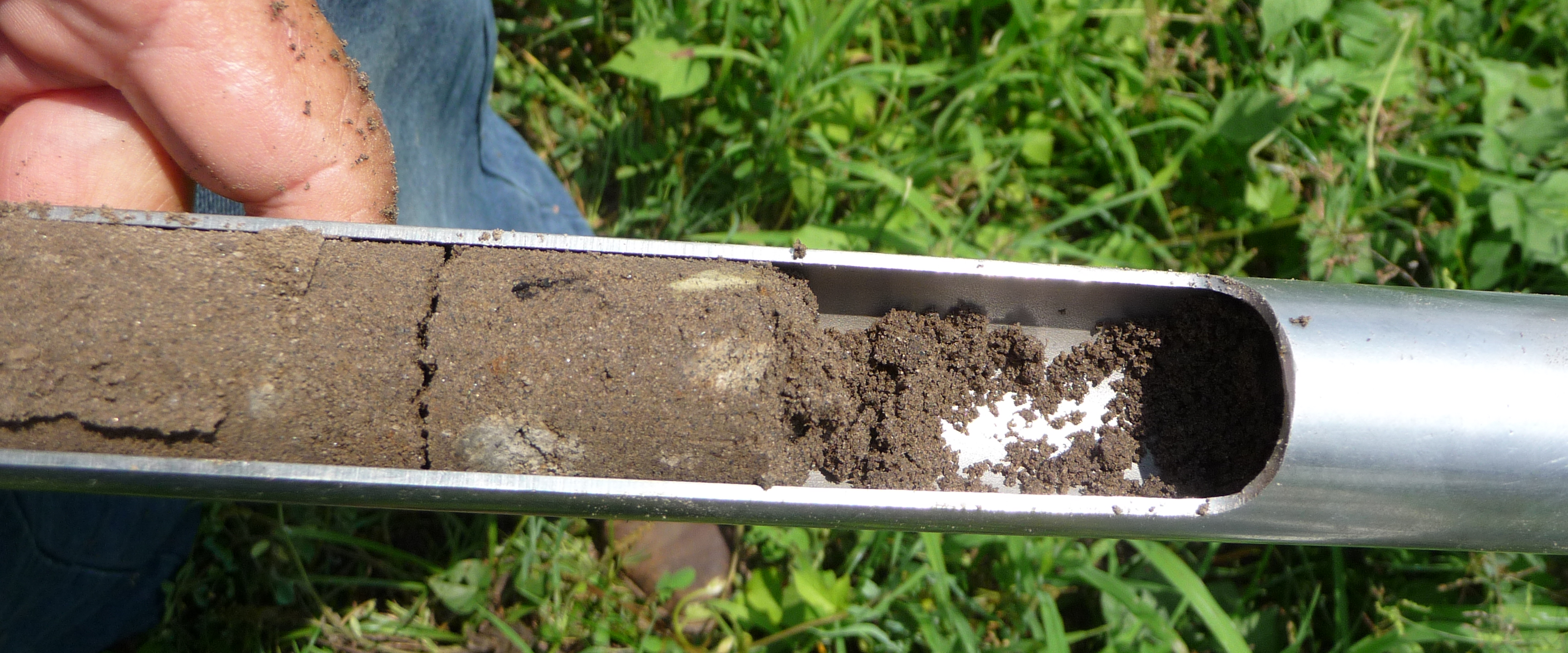 Effects of leguminous plantations on loosening the ground, Espinal, Colombia 2014