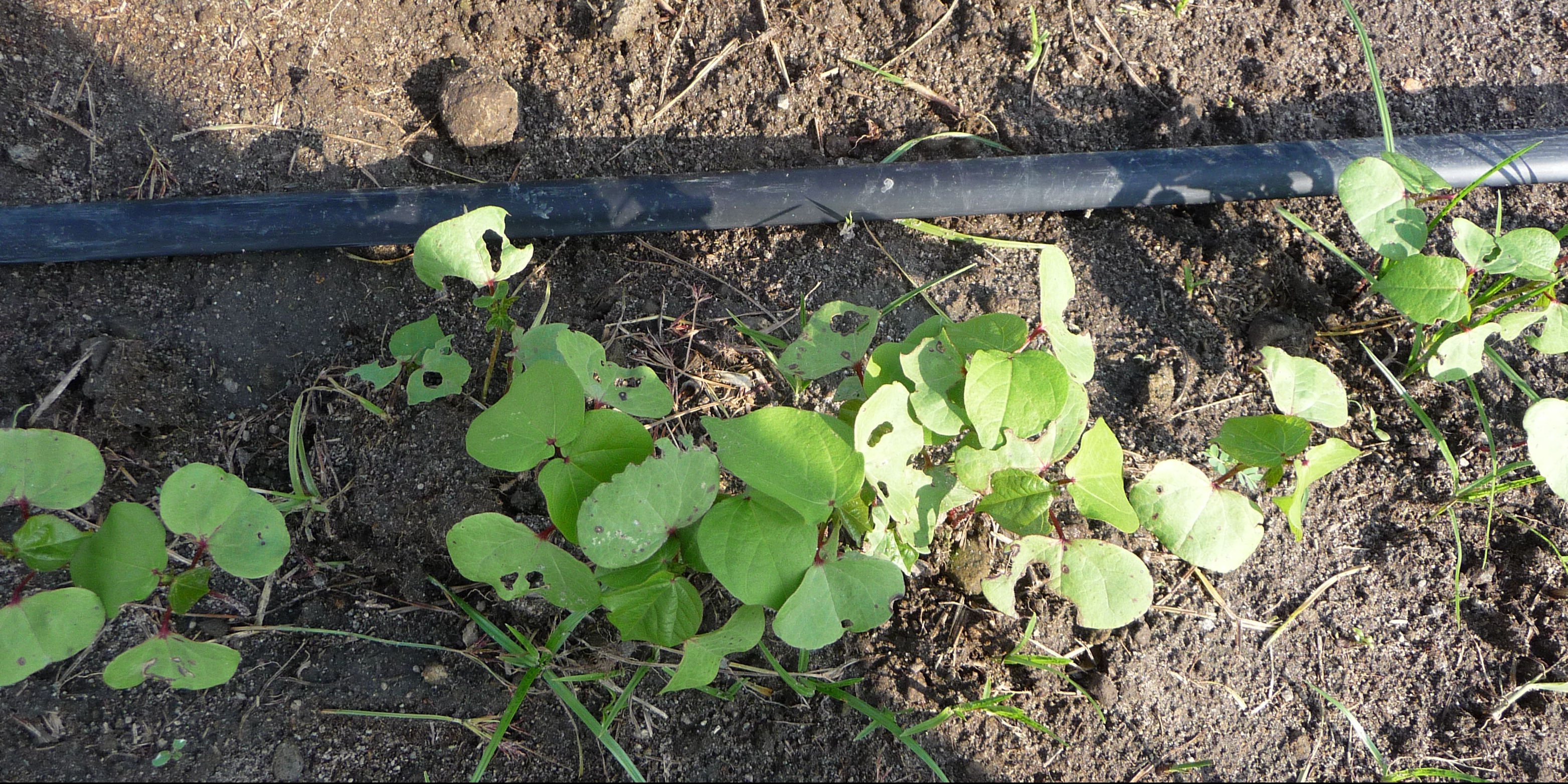 First seedlings of PLAOC organic cotton project, Espinal, Colombia 2015