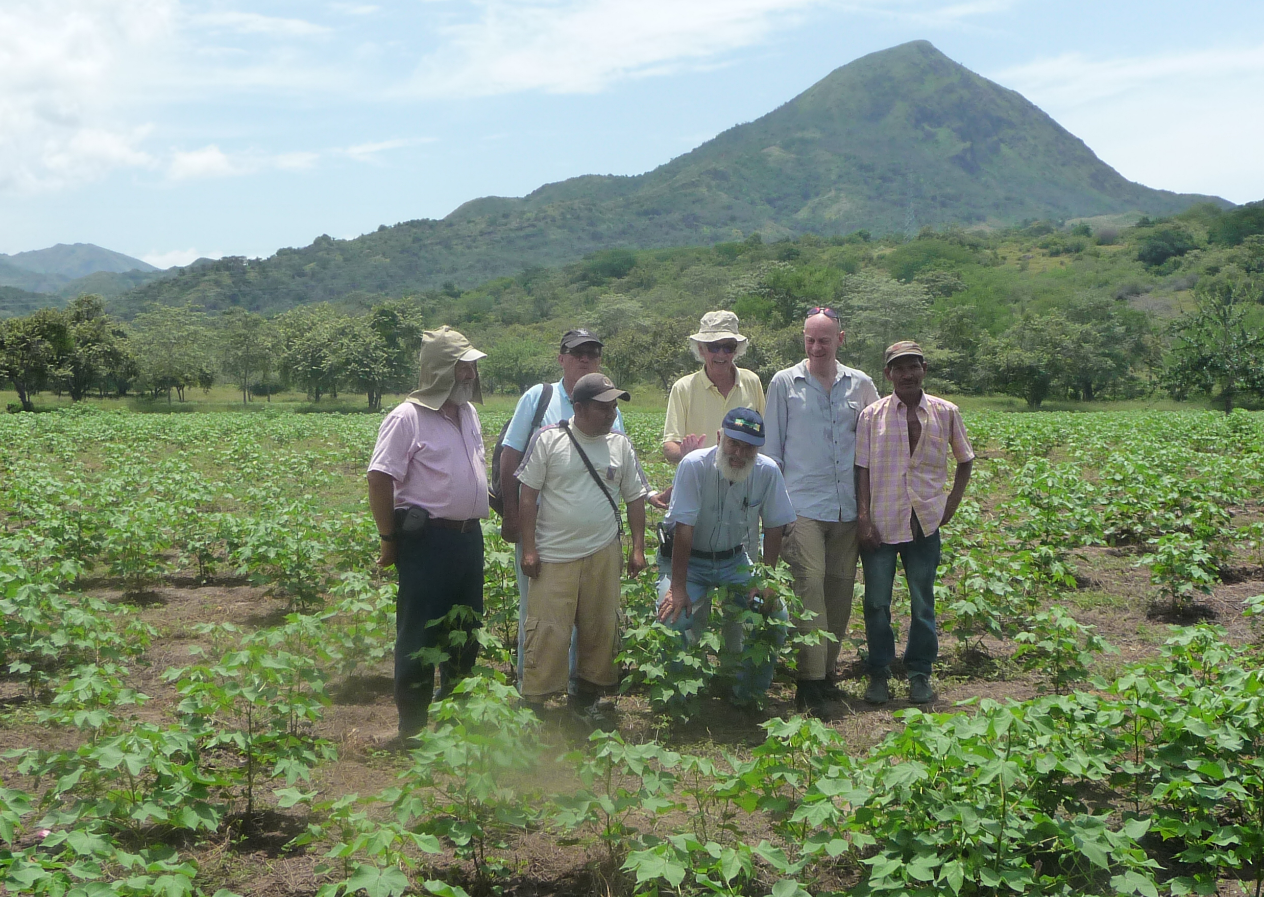 Organic cotton field 2½ month after seeding, Natagaima, Tolima, Colombia 2015