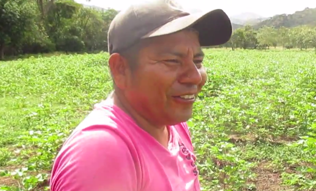 Miguel Verú, dirigente indígena en campo experimental de algodón orgánico, Natagaima, Colombia 2015 