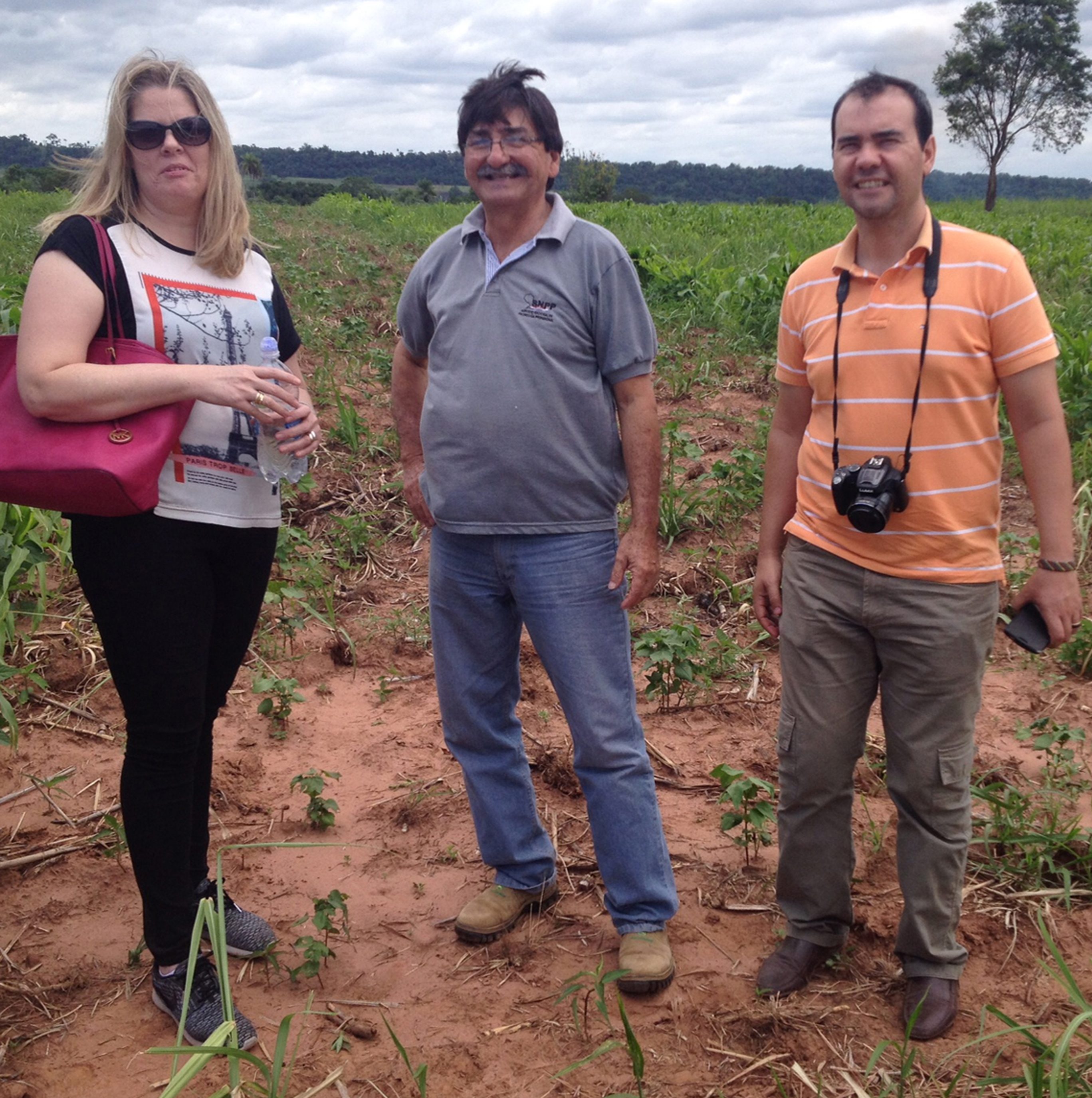 Ensayos de cultivo de algodón orgánico de Lansol, Villarica, Paraguay, 2016 