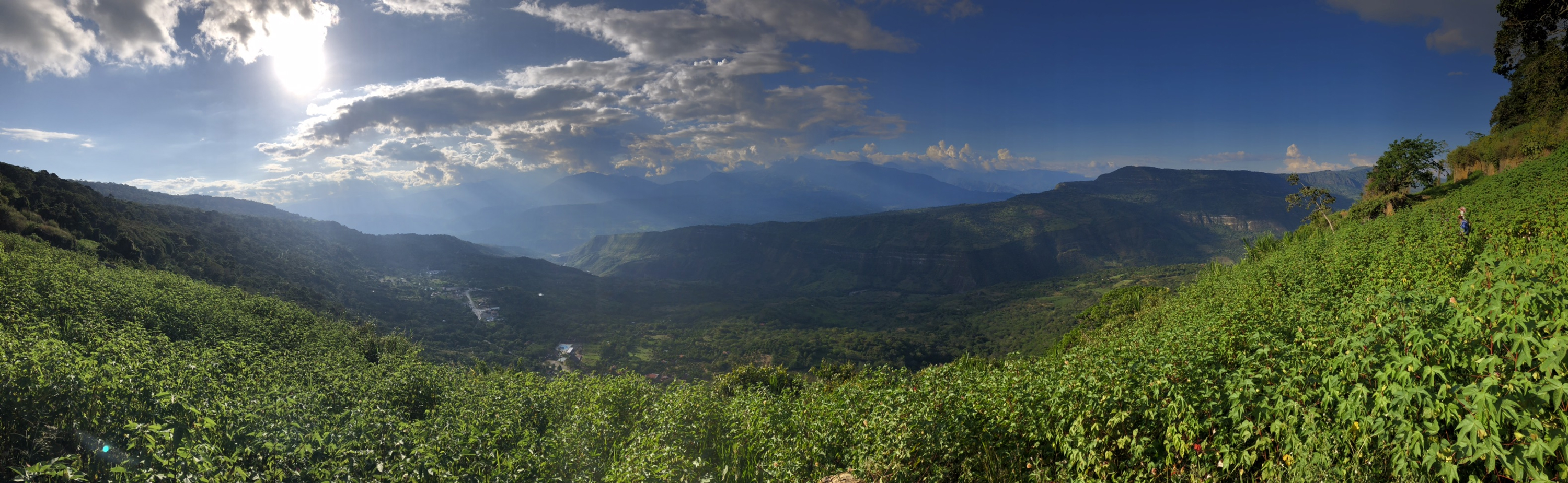 Cultivo perene de algodón en Páramo, Charalá, Santander, Colombia, 2018