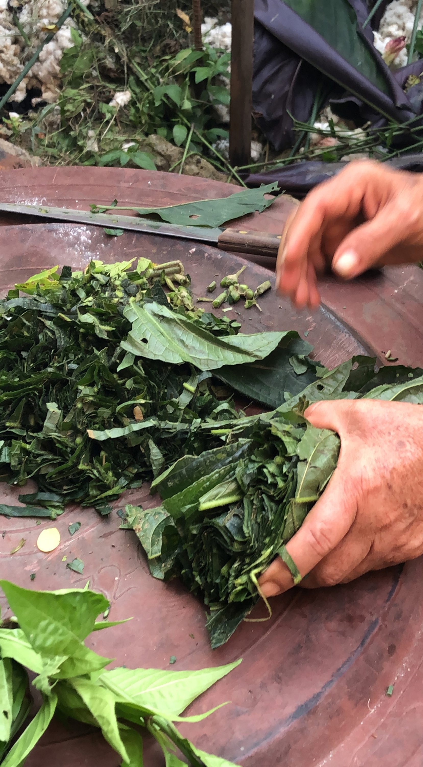 Preparing the natural tint at Corporación del Lienzo, Charalá, Santander, Colombia, 2018