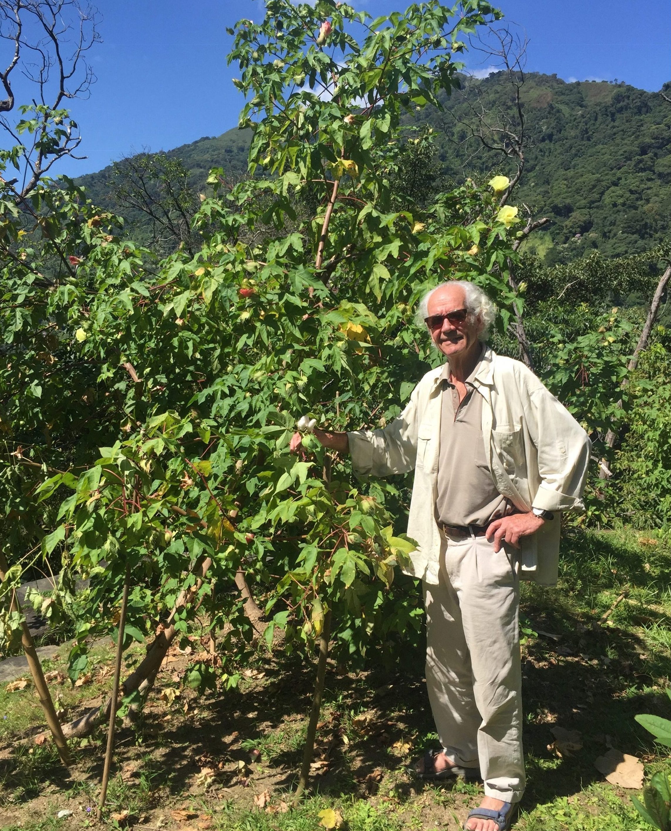 Cultivo de semilla de algodón perene, Gossypium barbadense, para el proyecto Pro-Sierra en La Sierra de Santa Marta, Magdalena, Colombia, 2018 