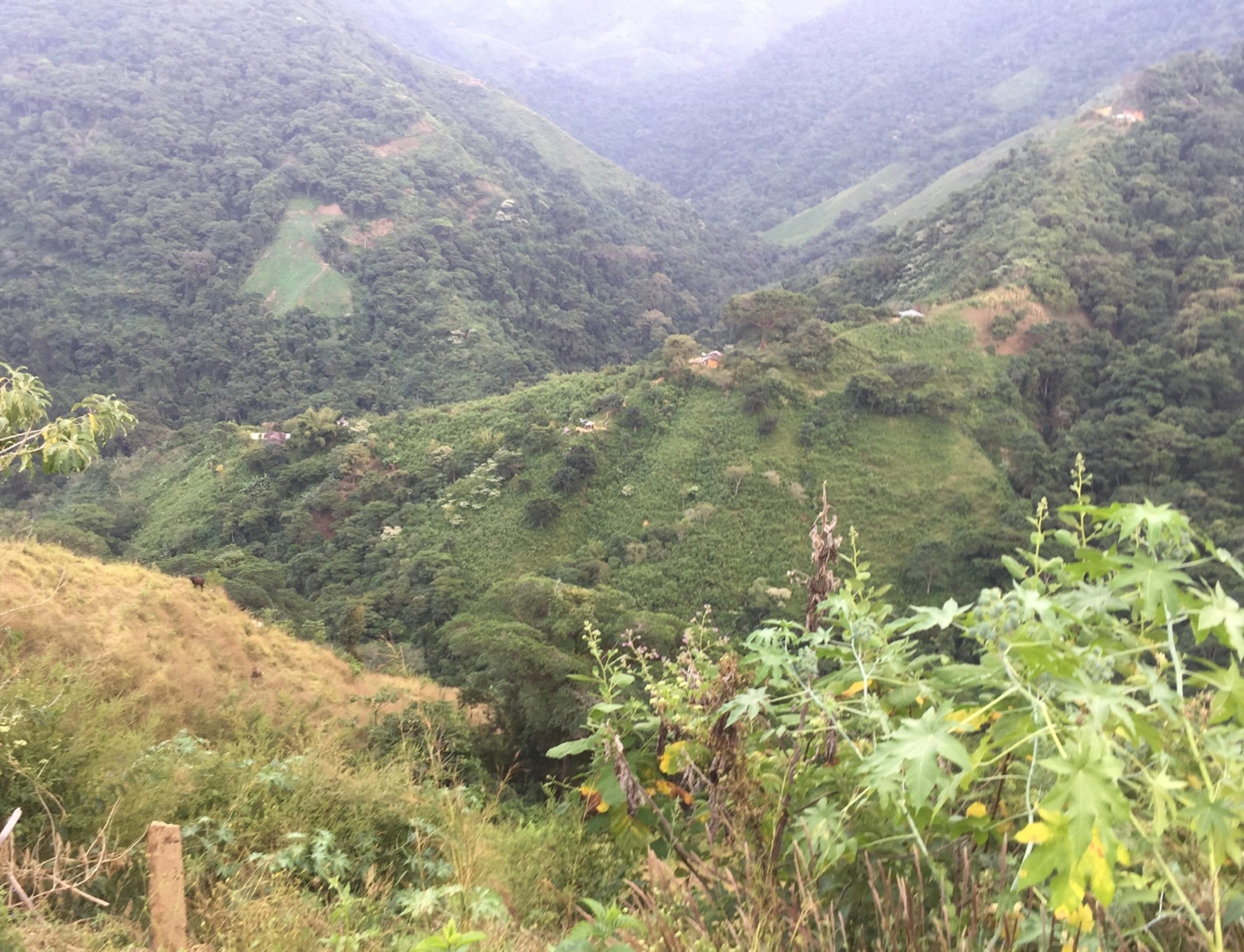 Natural cotton bush in the Sierra de Santa Marta at an altitude of 1000 m, Magdalena, Colombia, 2018