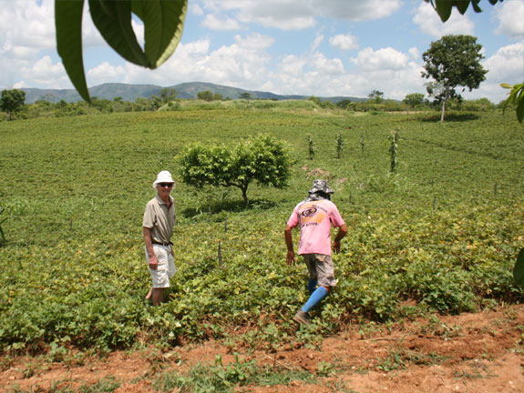 Organic cotton cultivation in Juarez Távora, Paraíba, Brasil, 2017